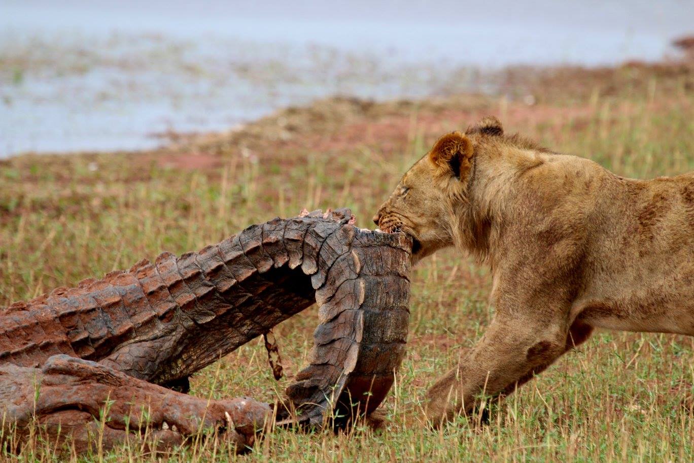 Camp Zambezi - Mana Pools